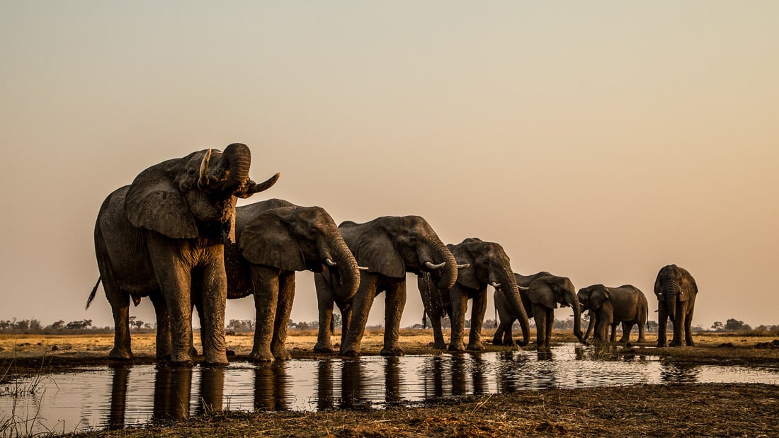 Okavango: River Of Dreams : Foto