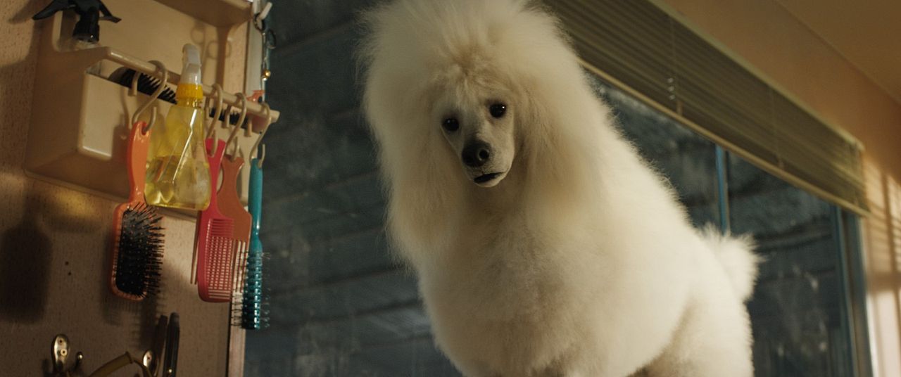 El magnífico Iván : Foto