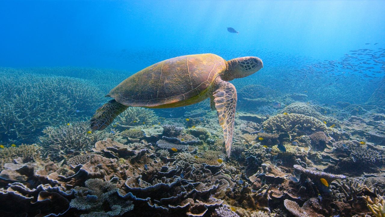 David Attenborough: Una vida en nuestro planeta : Foto