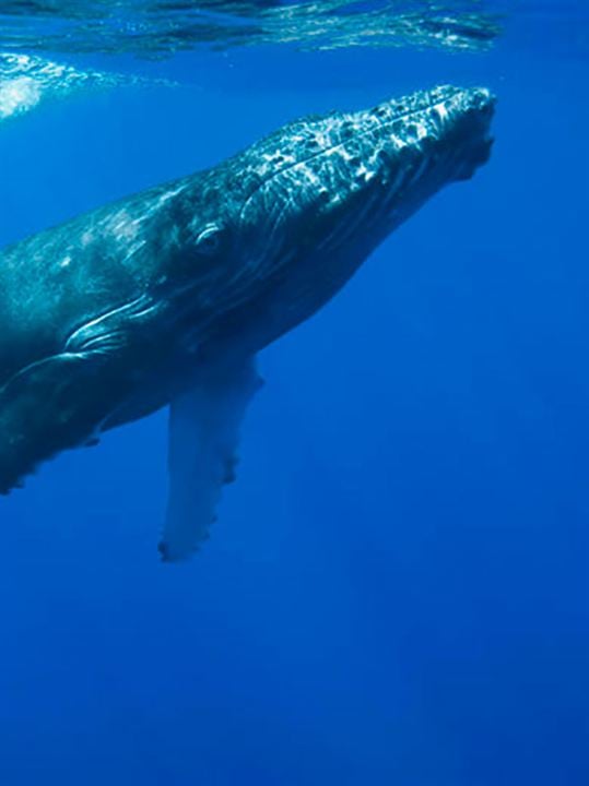 Los secretos de las ballenas : Cartel