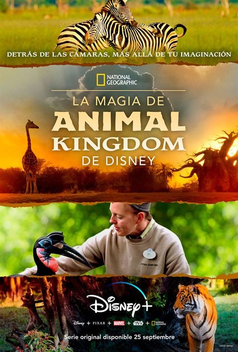La magia de Animal Kingdom de Disney : Cartel