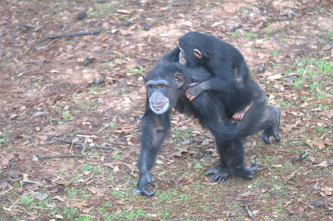 Santuario de chimpancés : Foto