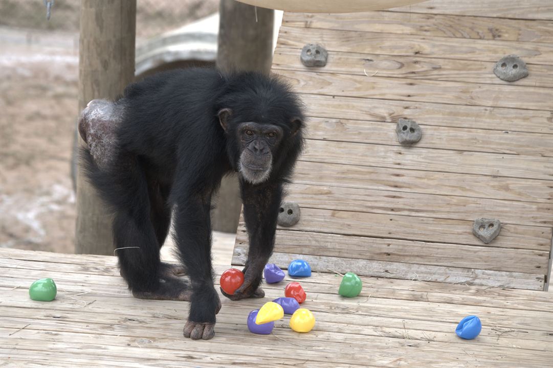 Santuario de chimpancés : Foto