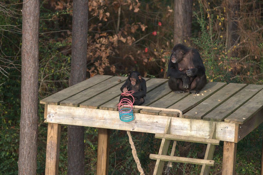 Santuario de chimpancés : Foto