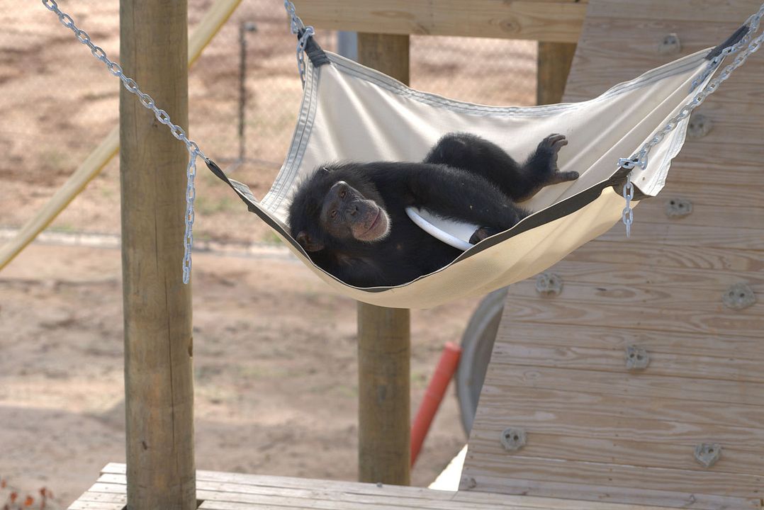 Santuario de chimpancés : Foto