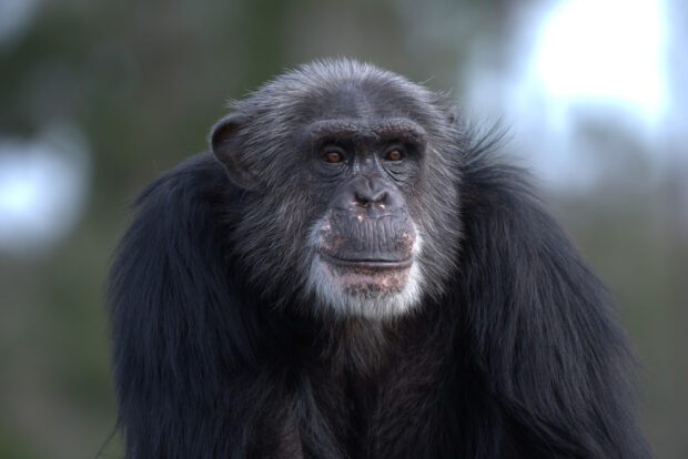 Santuario de chimpancés : Cartel