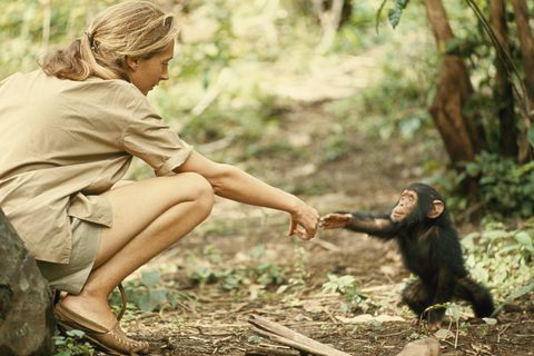 Santuario de chimpancés : Cartel