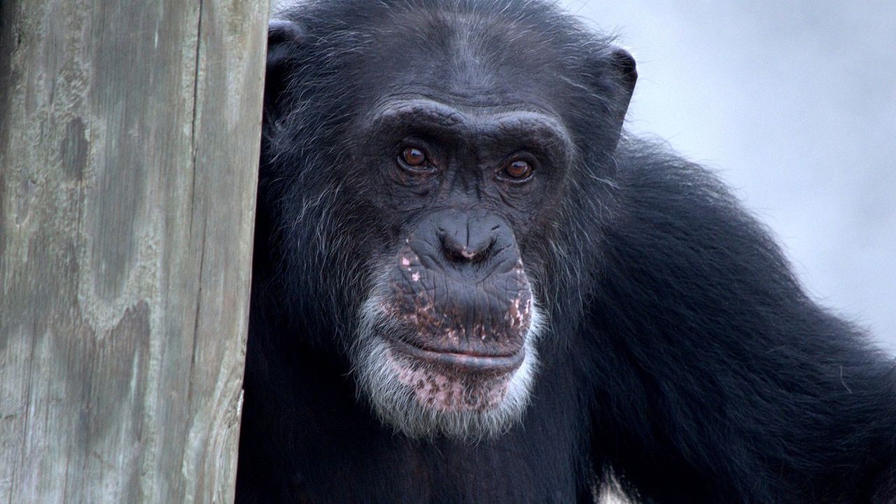 Santuario de chimpancés : Foto