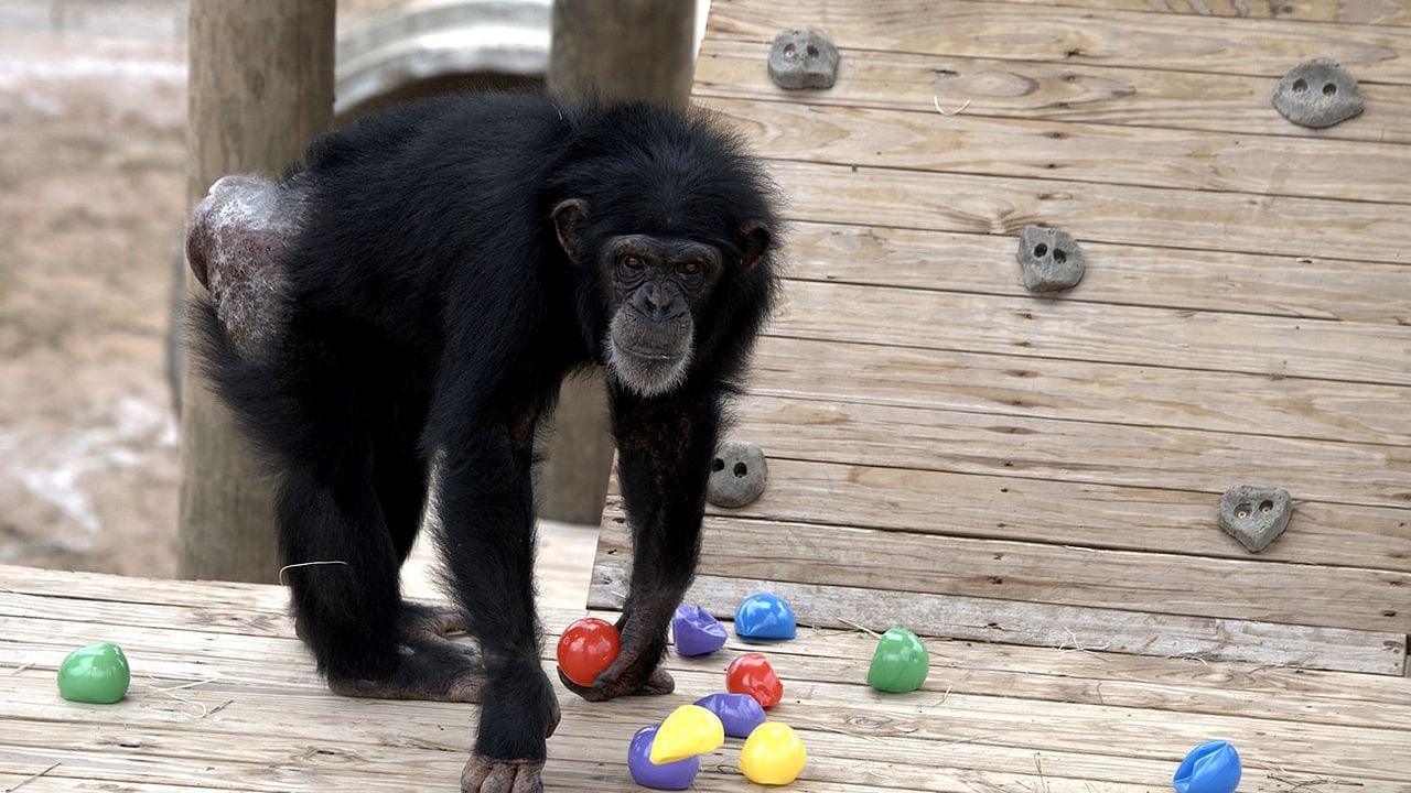 Santuario de chimpancés : Foto