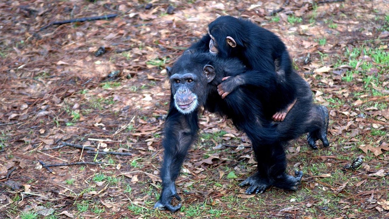 Santuario de chimpancés : Foto