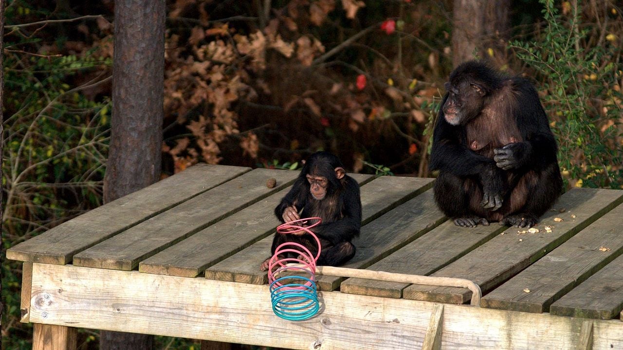 Santuario de chimpancés : Foto