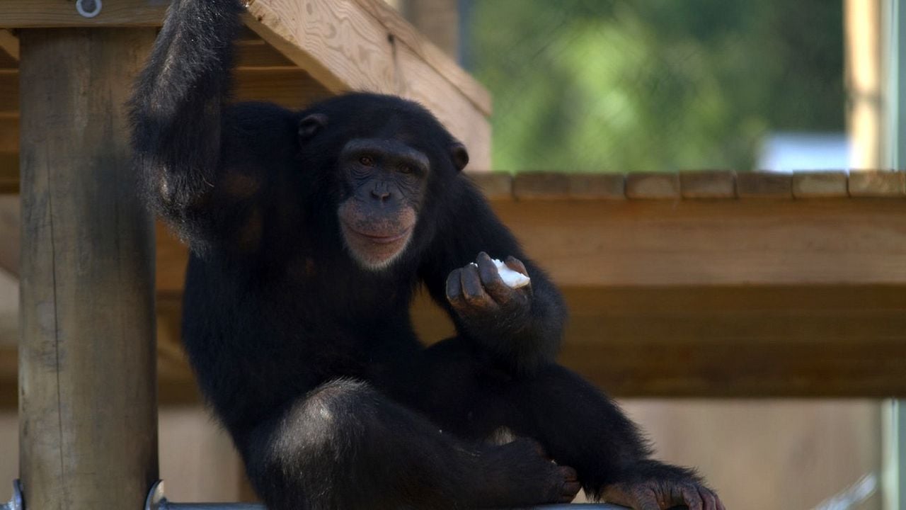 Santuario de chimpancés : Foto