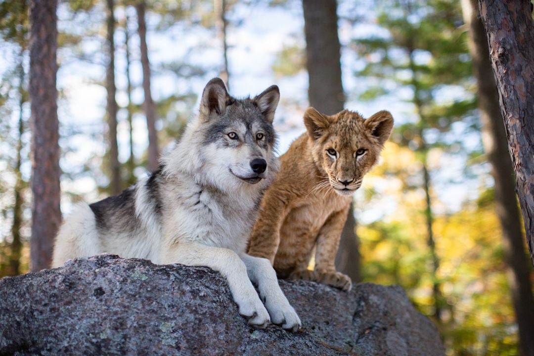 El lobo y el león : Foto