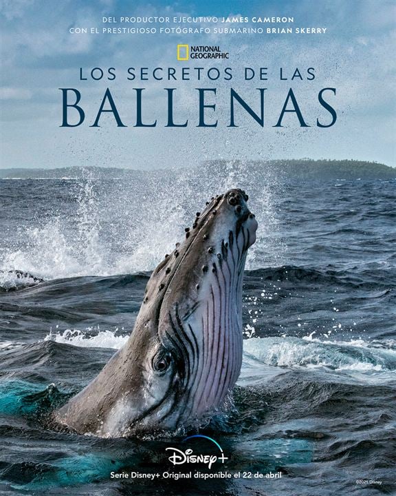 Los secretos de las ballenas : Cartel