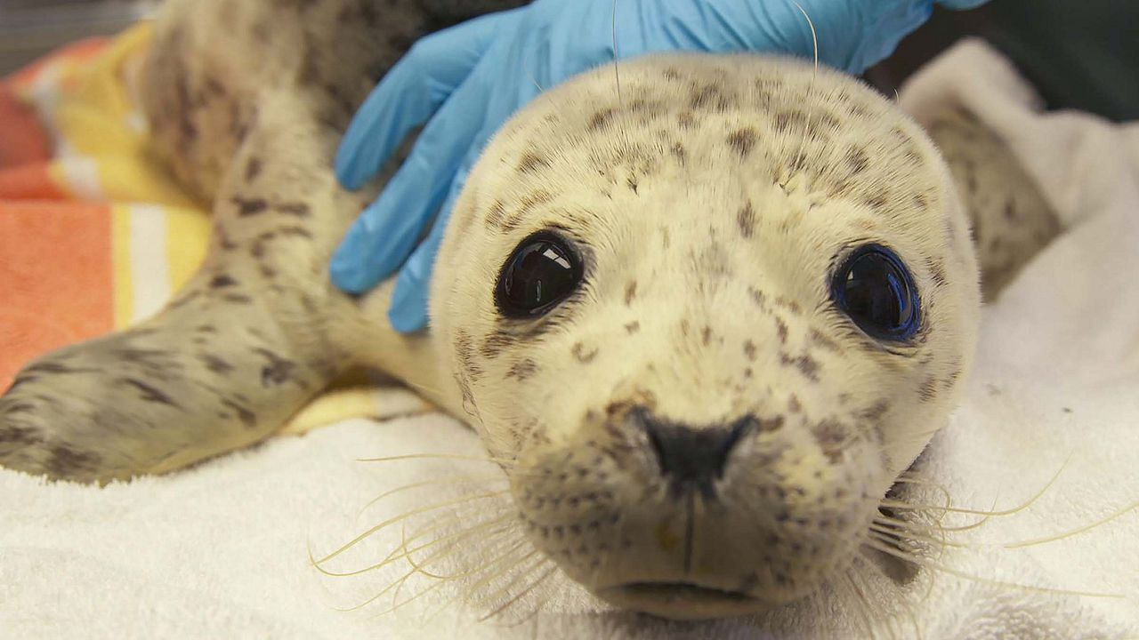 Héroes de Alaska : Foto