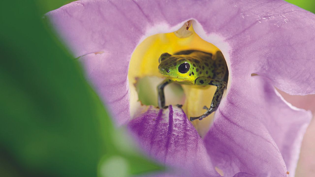 La vida a todo color, con David Attenborough : Foto