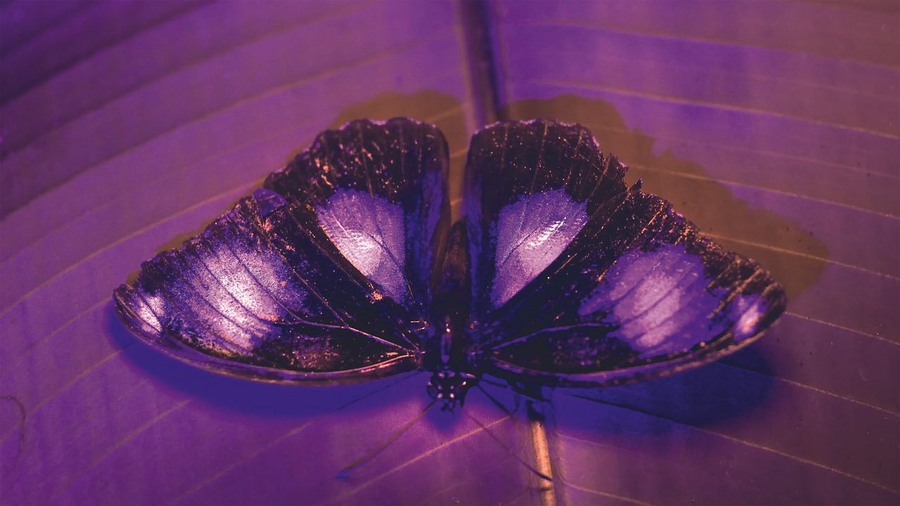 La vida a todo color, con David Attenborough : Foto