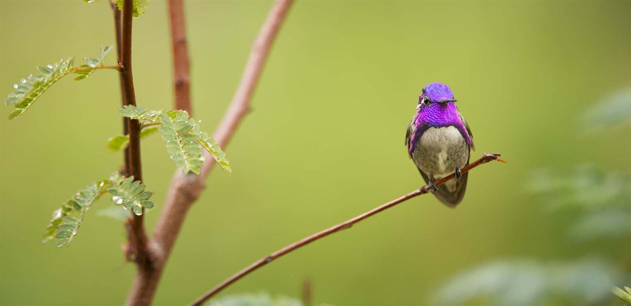 La vida a todo color, con David Attenborough : Foto