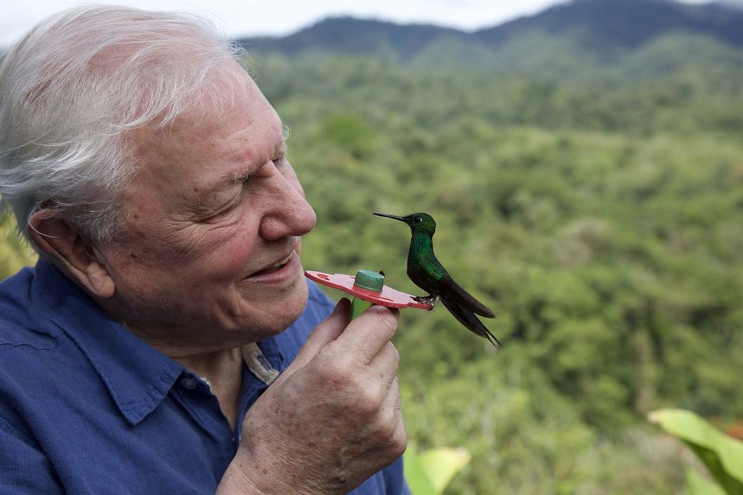 La vida a todo color, con David Attenborough : Foto