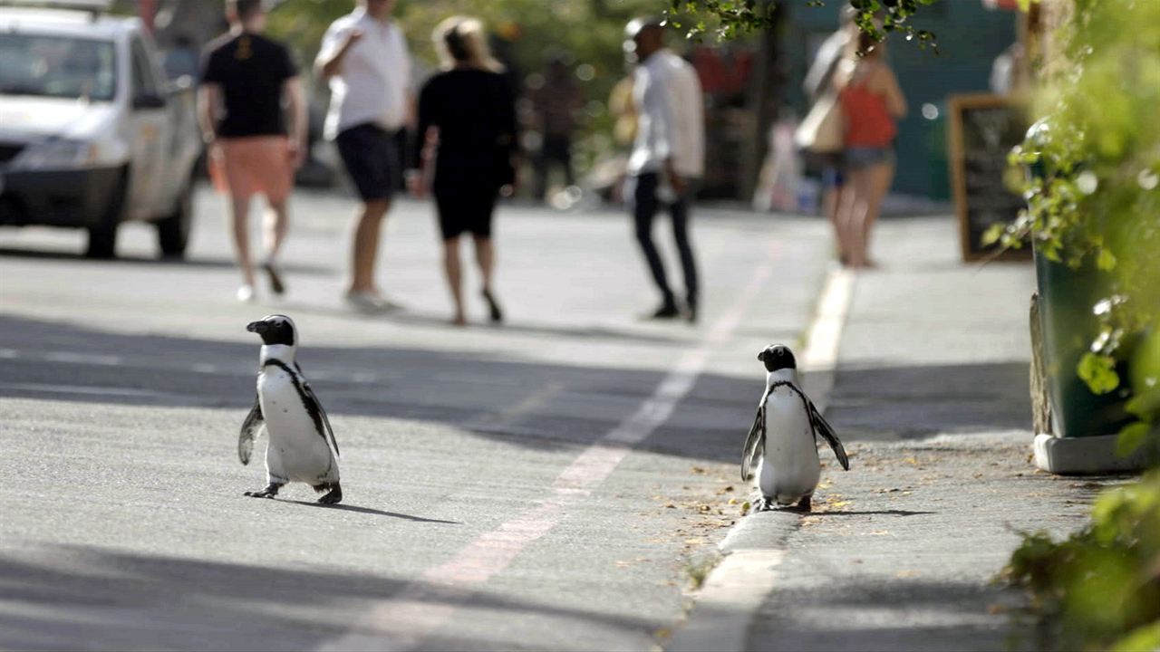 Colonia Pingüino : Foto
