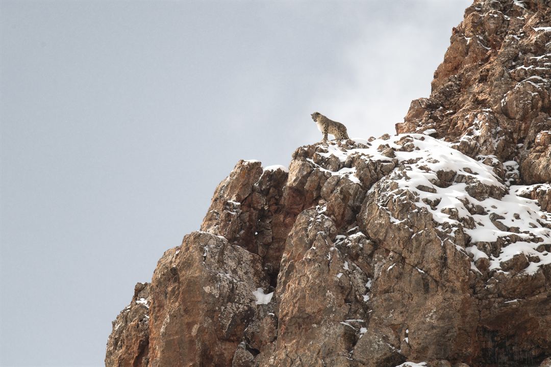 El leopardo de las nieves : Foto