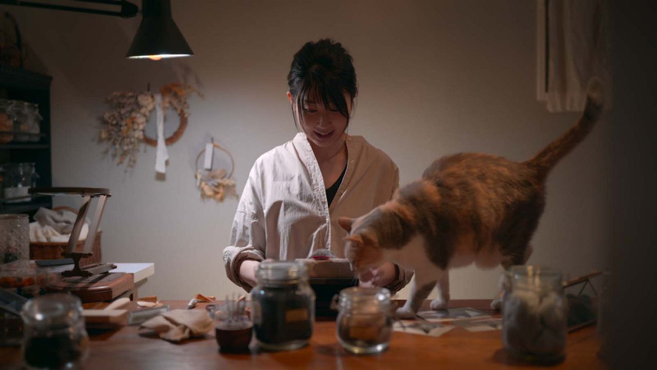 Locos por los gatos : Foto