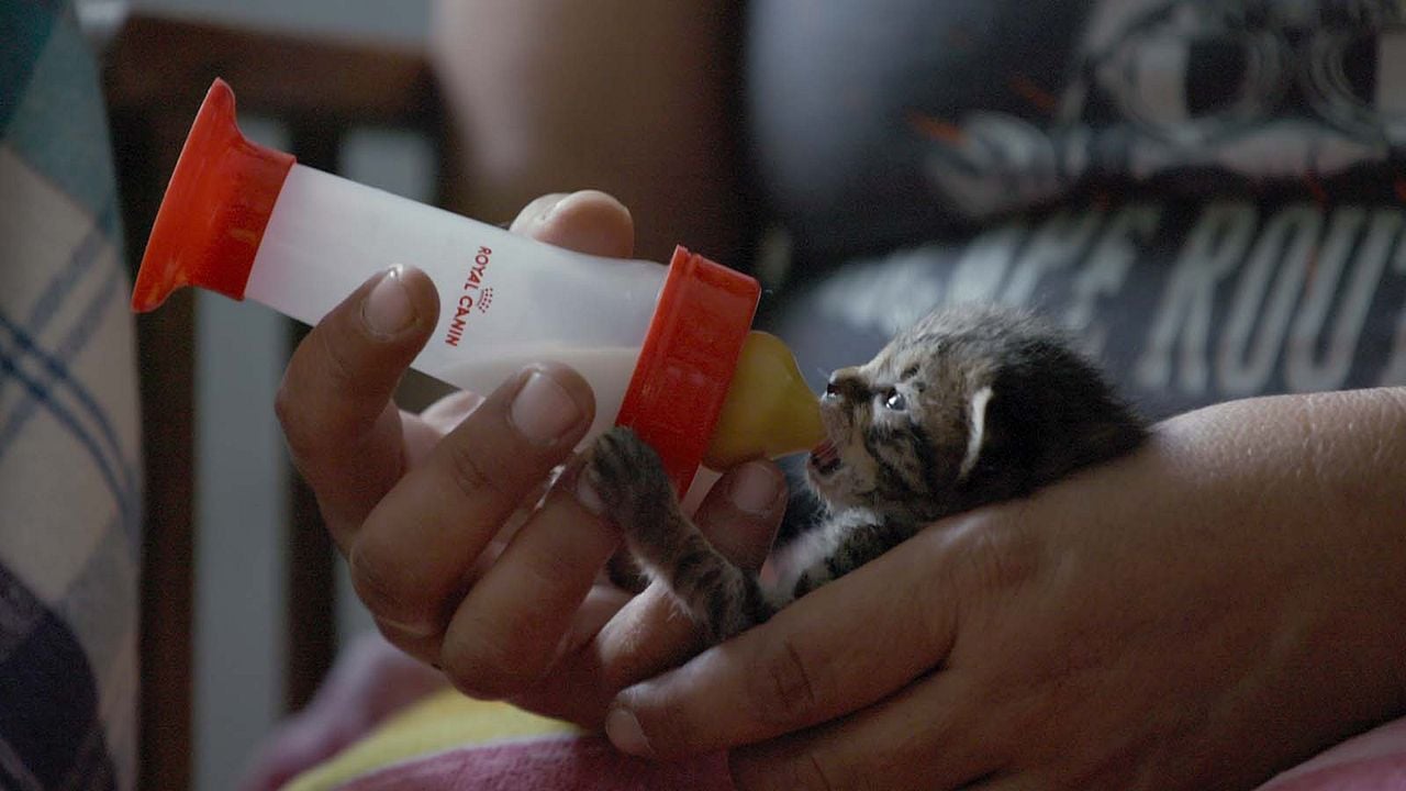 Locos por los gatos : Foto