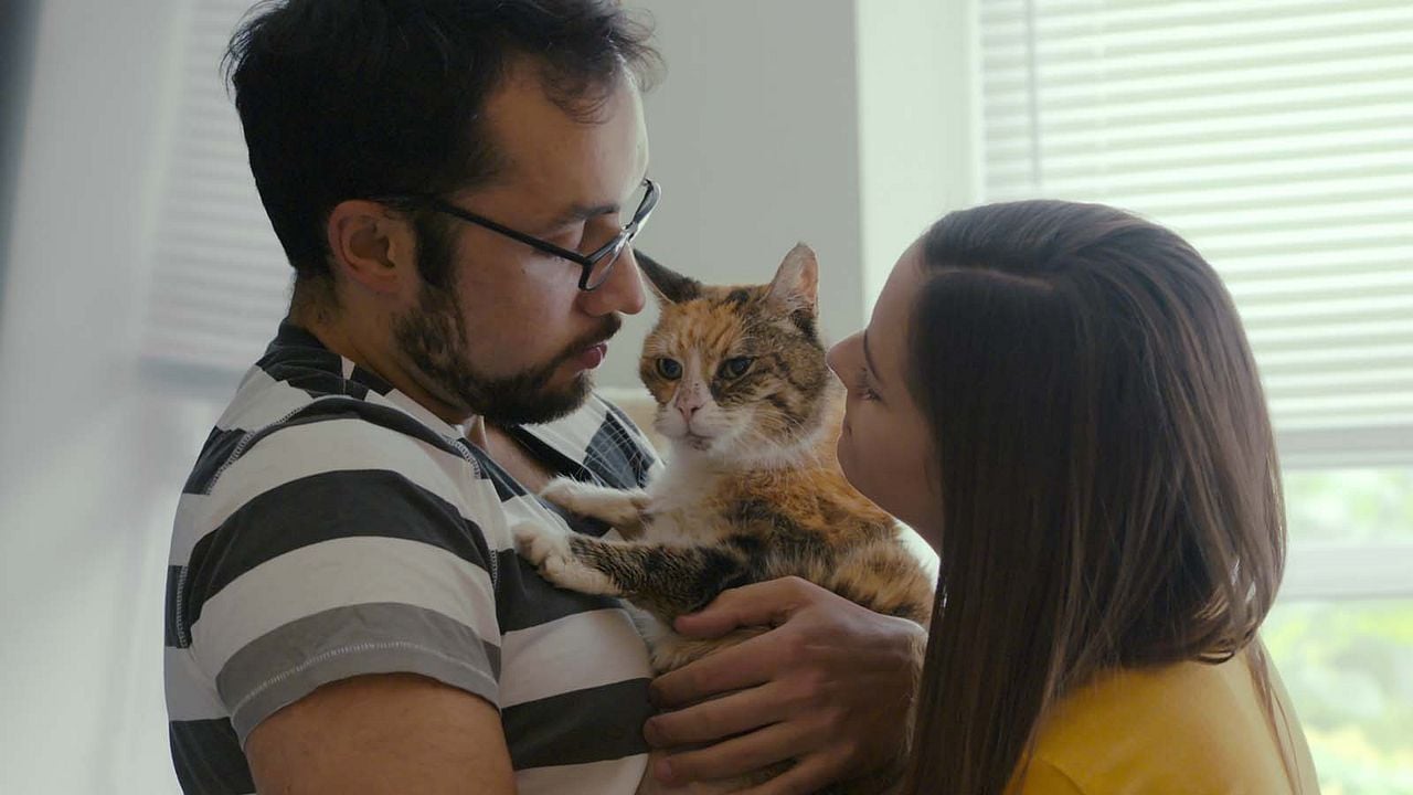 Locos por los gatos : Foto