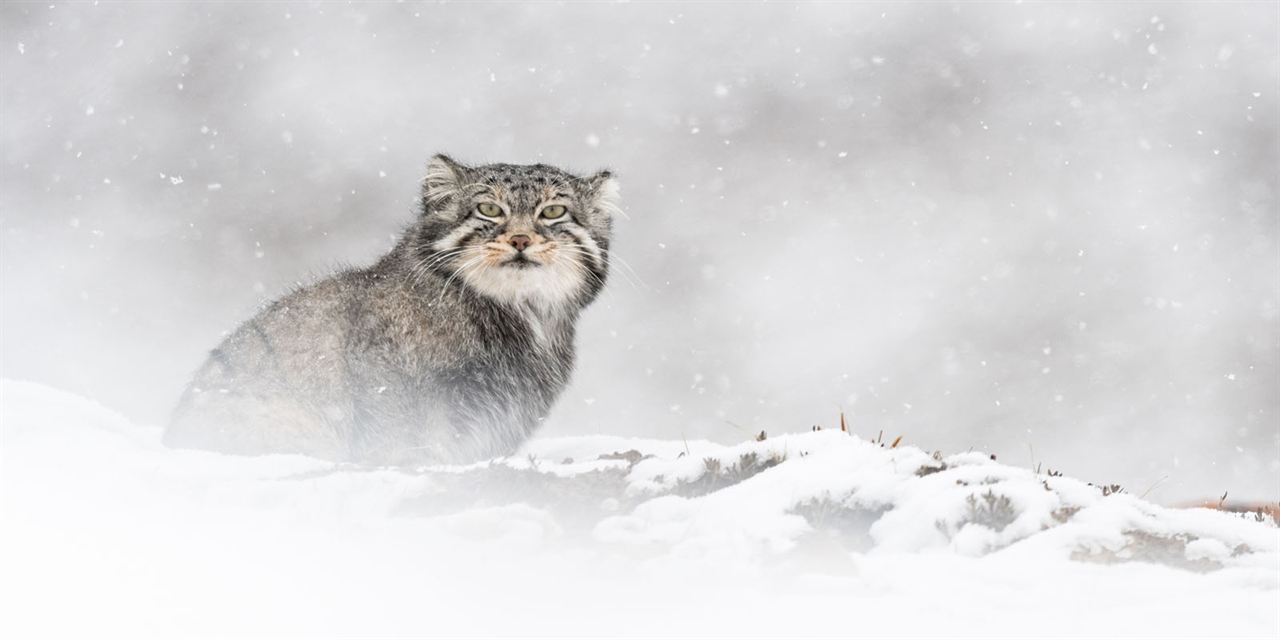 El leopardo de las nieves : Foto