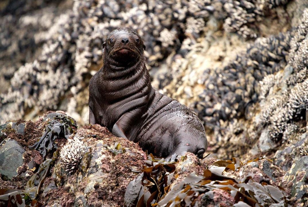 Crecer como animal : Foto