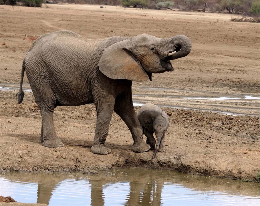 Crecer como animal : Foto