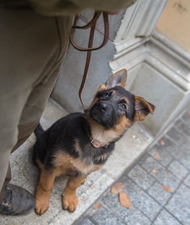 Shepherd: The Story of a Jewish Dog : Foto