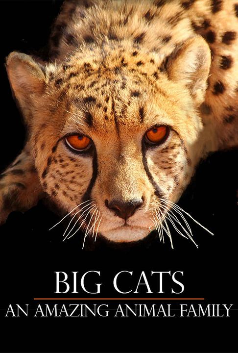 Big Cats: La familia felina : Cartel