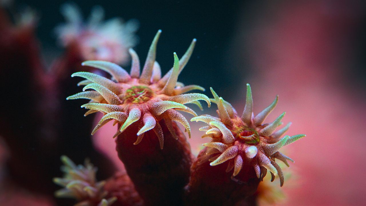 Globo y las maravillas del arrecife : Foto