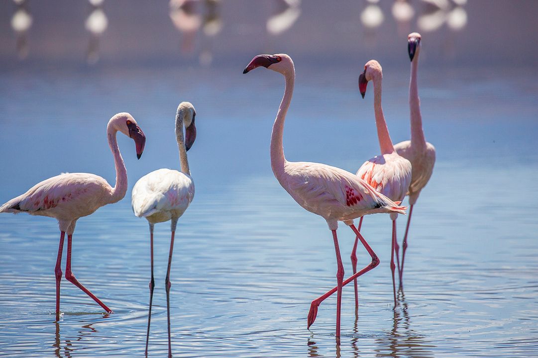 El juego del amor : Foto