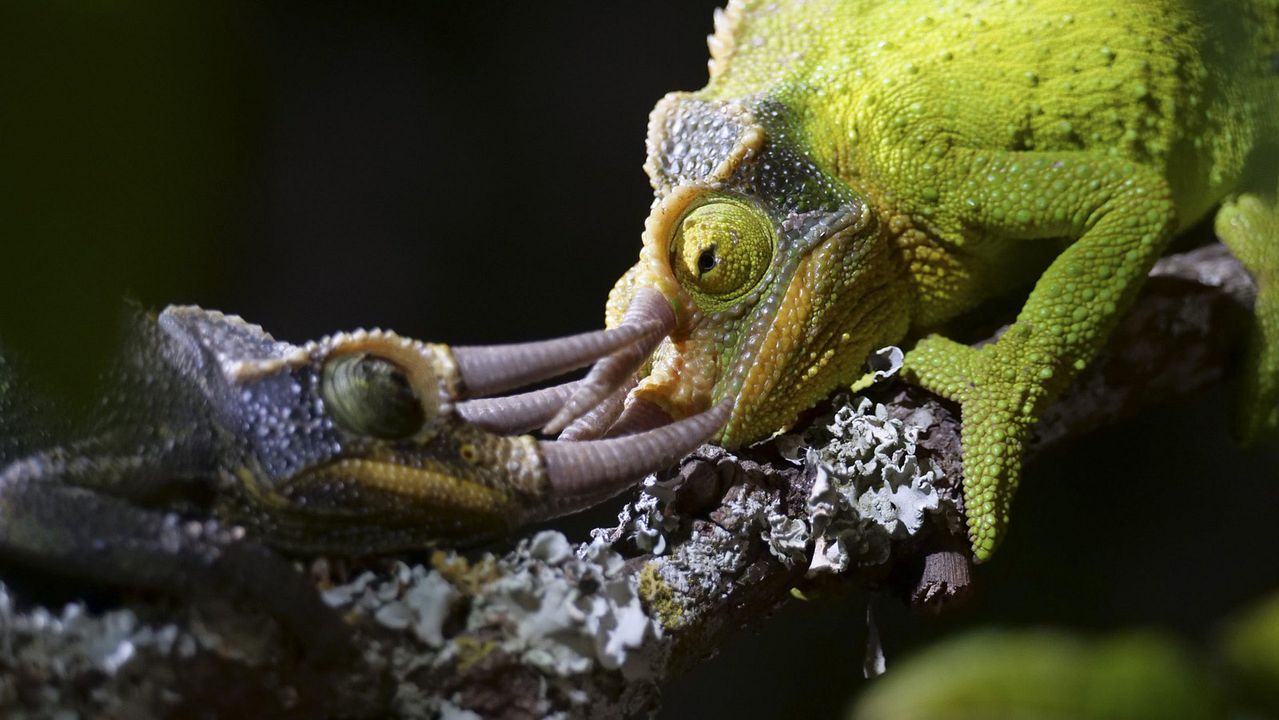 El juego del amor : Foto