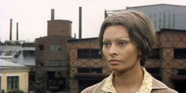 Los girasoles : Foto