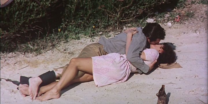 Los girasoles : Foto