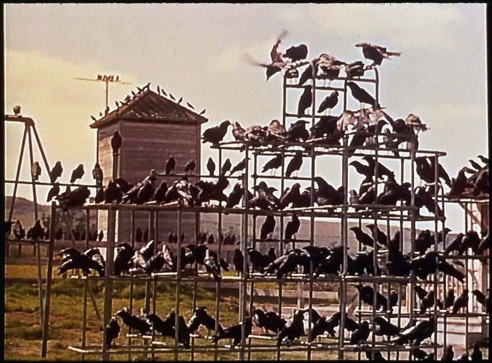 Los pájaros : Foto