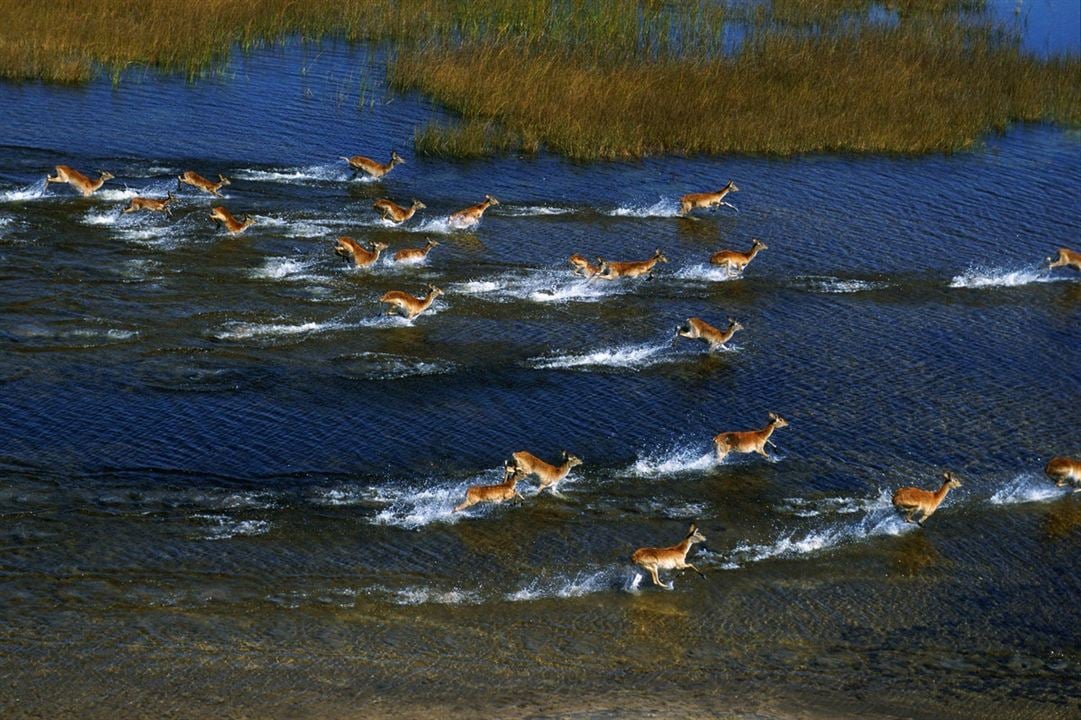 African Safari 3D : Foto