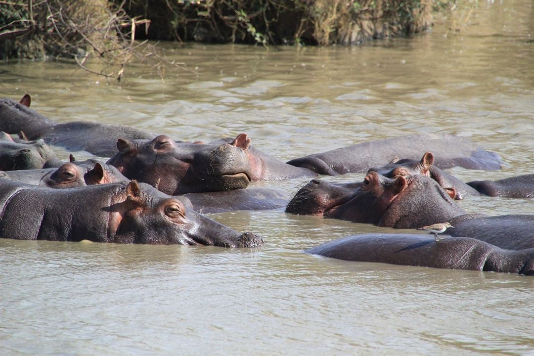 African Safari 3D : Foto