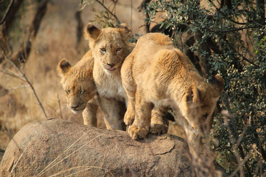 African Safari 3D : Foto