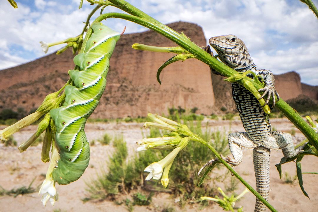Planeta verde : Foto