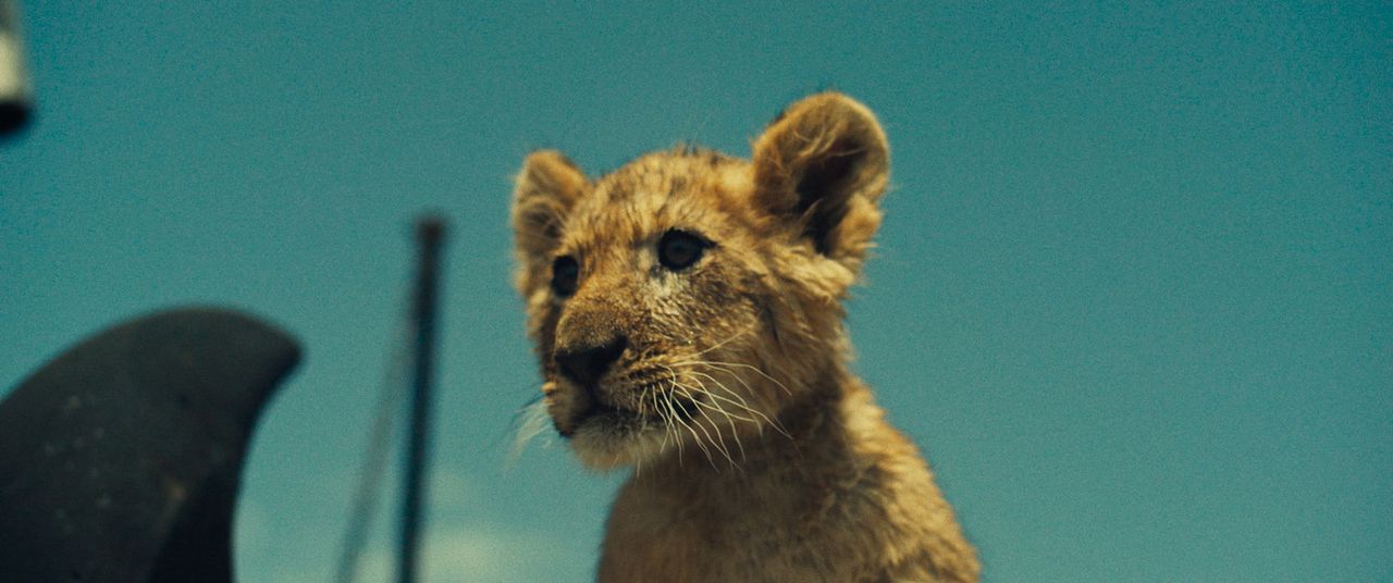 King, mi pequeño rey : Foto