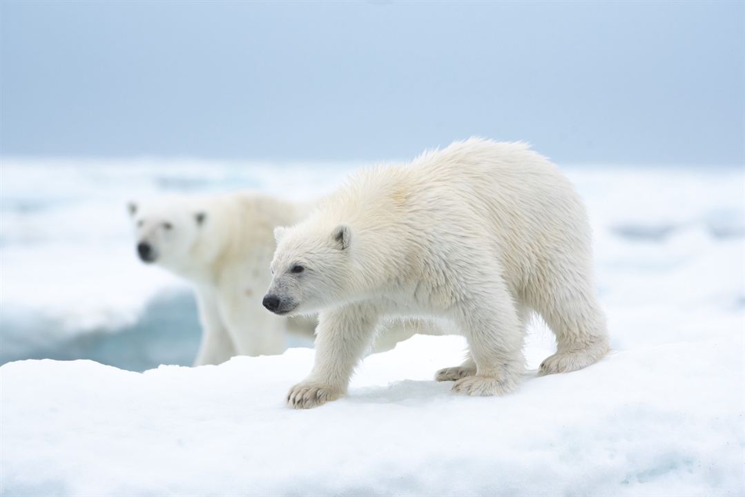 Polar Bear : Foto