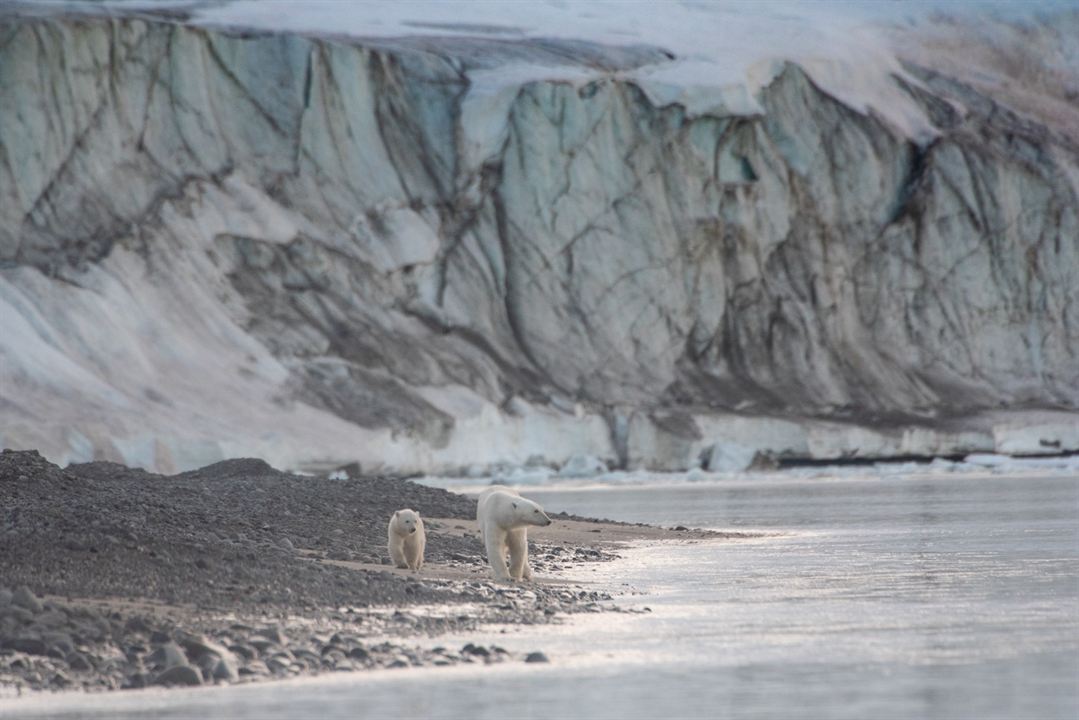 Polar Bear : Foto