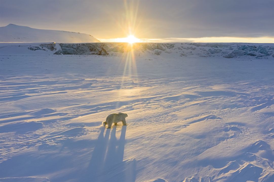 Polar Bear : Foto