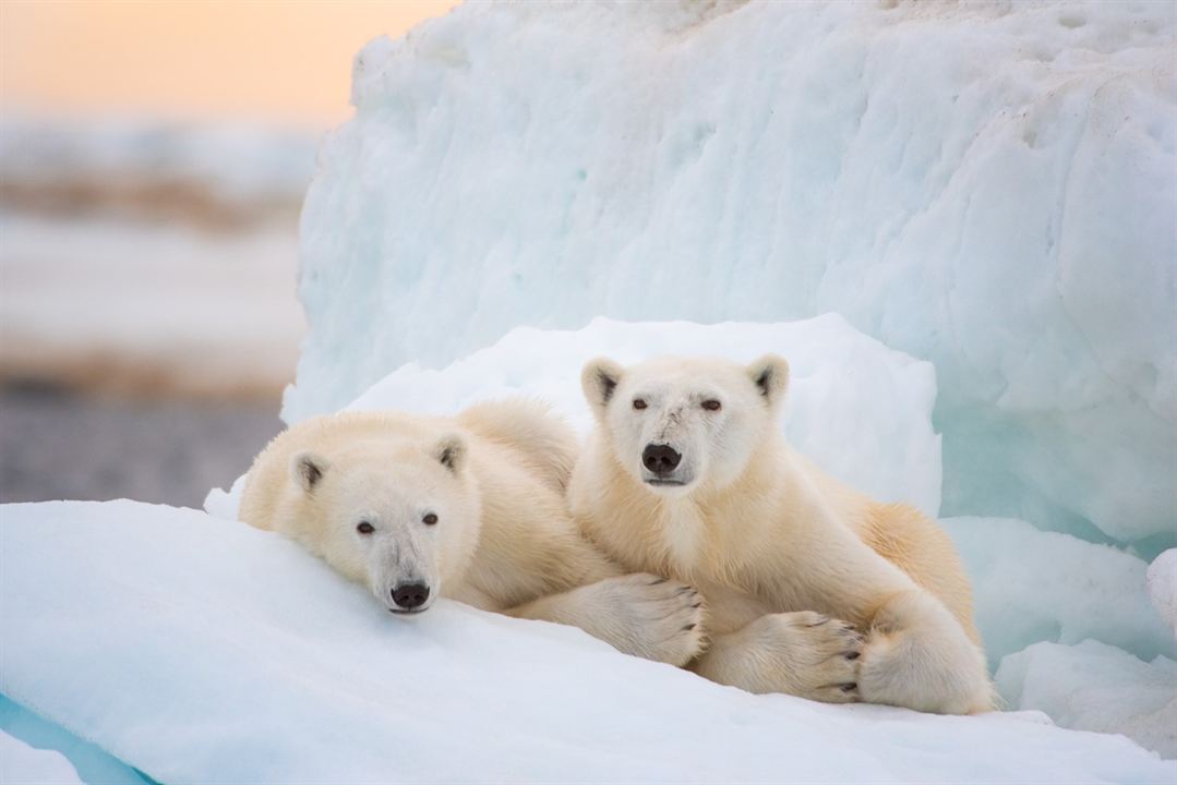 Polar Bear : Foto