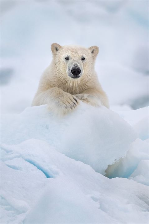Polar Bear : Foto