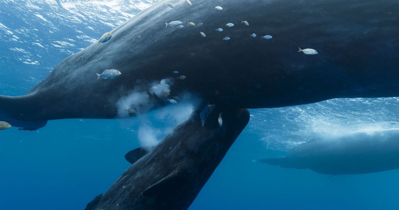 Las guardianas del planeta : Foto